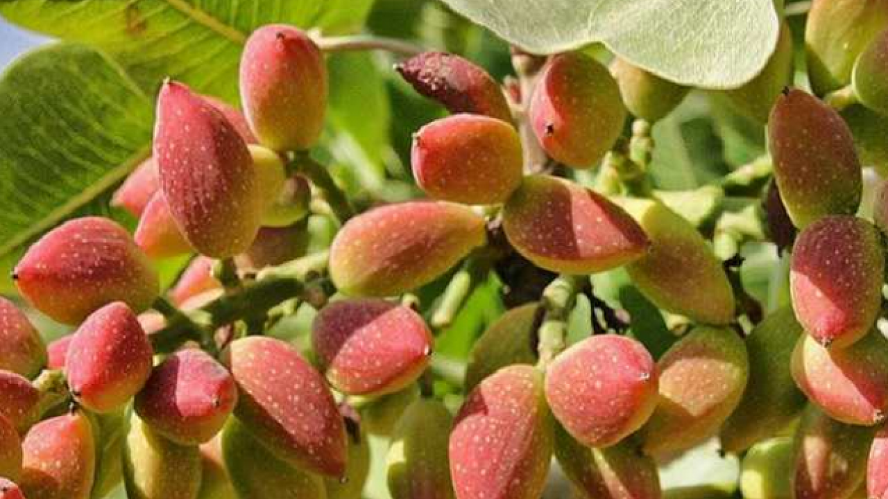 Foto - Gaziantep'te hasadı başladı! Antep fıstığı: Kilosu 100 lira… Kalbi saat gibi çalıştırıyor, kolesterolü yere çakıyor