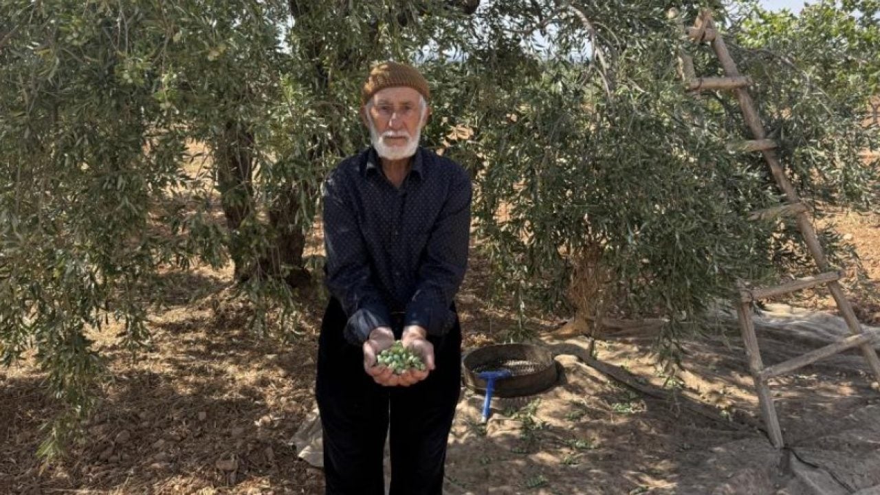 Foto - Gaziantep’te zeytin hasadı bereketli başladı