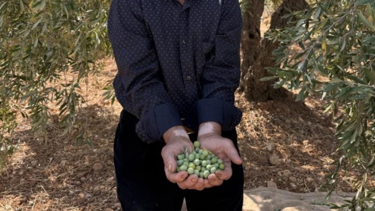 Gaziantep’te zeytin hasadı bereketli başladı