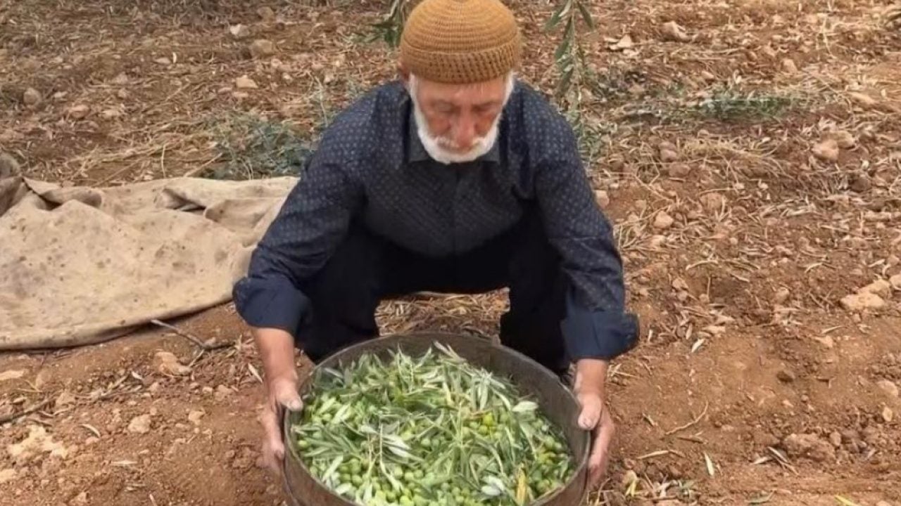 Foto - Gaziantep’te zeytin hasadı bereketli başladı