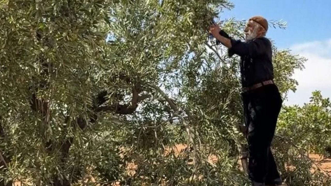 Foto - Gaziantep’te zeytin hasadı bereketli başladı