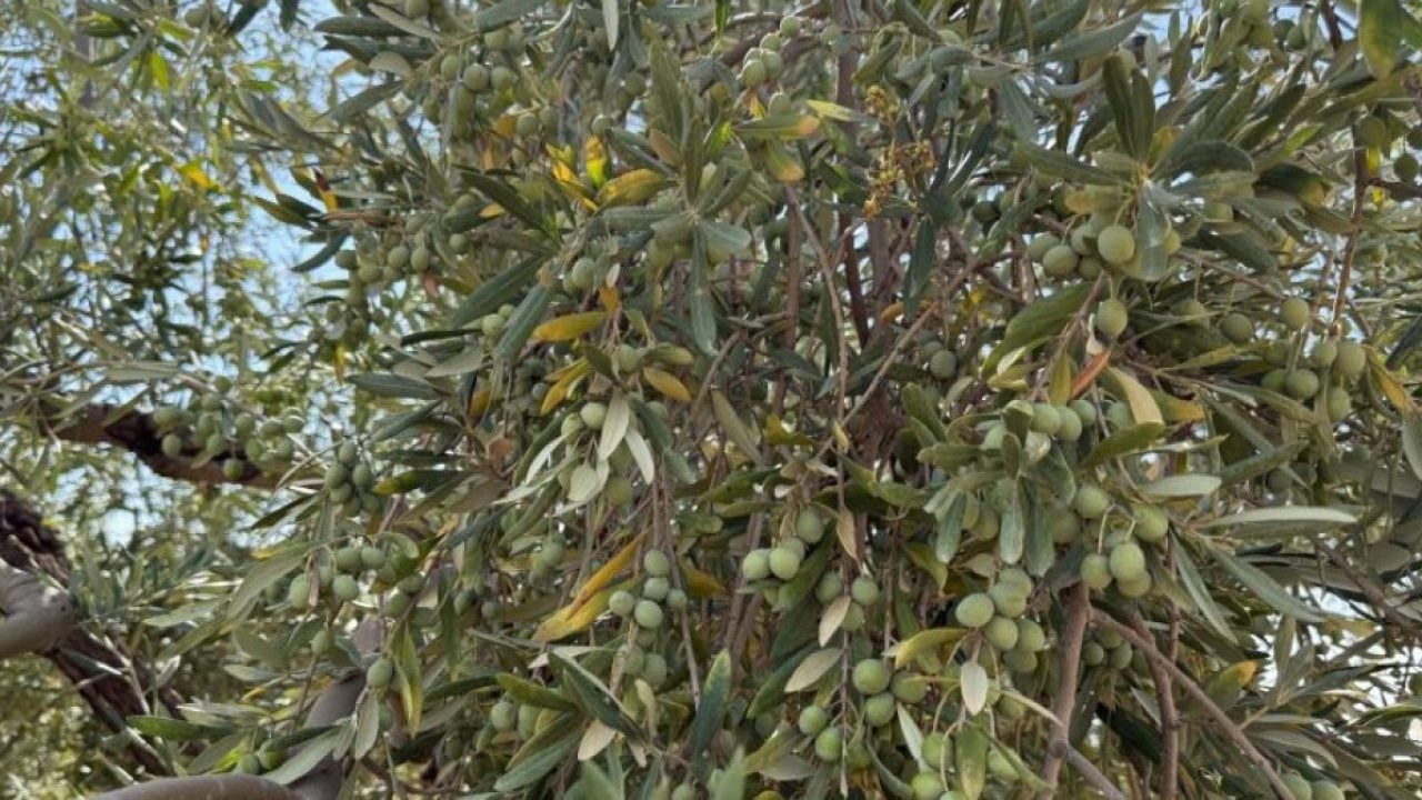 Foto - Gaziantep’te zeytin hasadı bereketli başladı