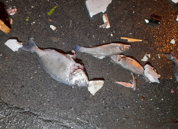 Foto - Gaziosmanpaşa TEM Otoyolu'nda balık yüklü kamyonet devrildi