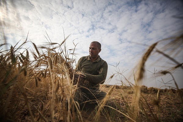 Foto - Gazze'de arpa hasadı