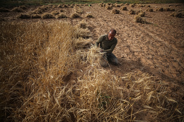 Foto - Gazze'de arpa hasadı