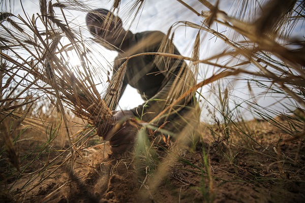 Foto - Gazze'de arpa hasadı