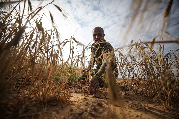 Foto - Gazze'de arpa hasadı