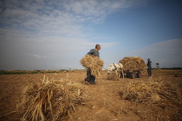 Foto - Gazze'de arpa hasadı