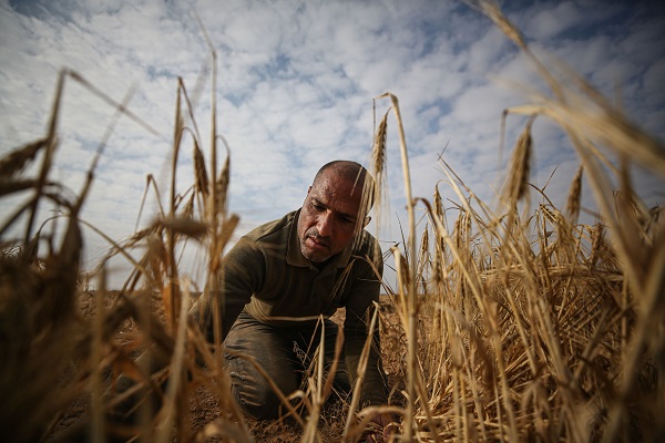 Foto - Gazze'de arpa hasadı