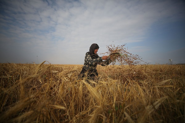 Foto - Gazze'de arpa hasadı