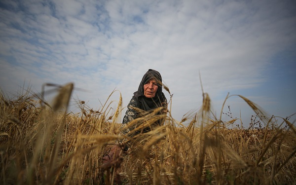 Foto - Gazze'de arpa hasadı