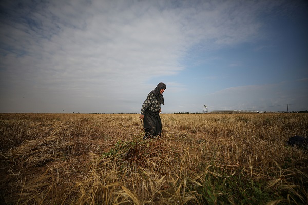 Foto - Gazze'de arpa hasadı