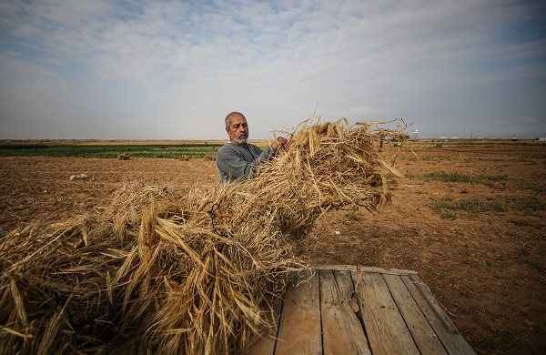 Foto - Gazze'de arpa hasadı
