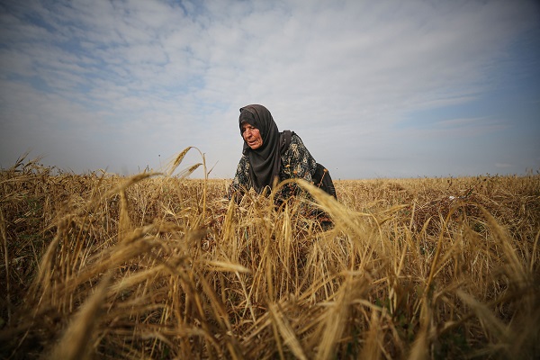 Gazze'de arpa hasadı