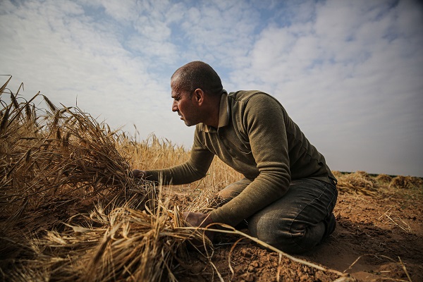 Foto - Gazze'de arpa hasadı