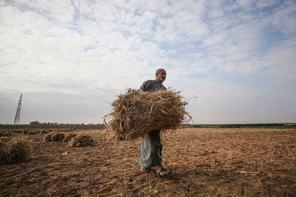 Foto - Gazze'de arpa hasadı