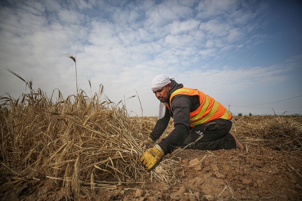 Foto - Gazze'de arpa hasadı