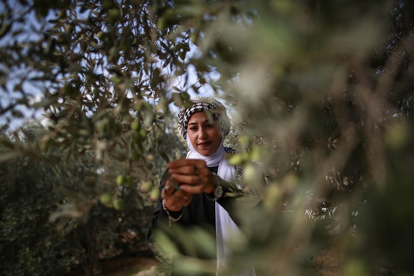 Foto - Gazze'de zeytin hasadı objektiflere yansıdı