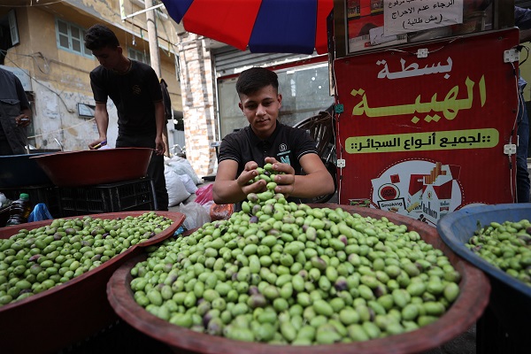 Foto - Gazze'de zeytin hasadı objektiflere yansıdı