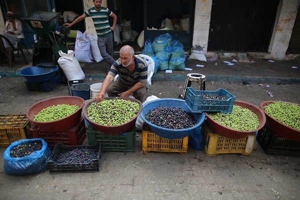 Foto - Gazze'de zeytin hasadı objektiflere yansıdı