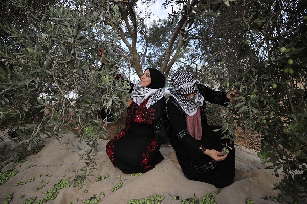Foto - Gazze'de zeytin hasadı objektiflere yansıdı