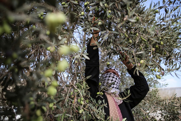 Foto - Gazze'de zeytin hasadı objektiflere yansıdı