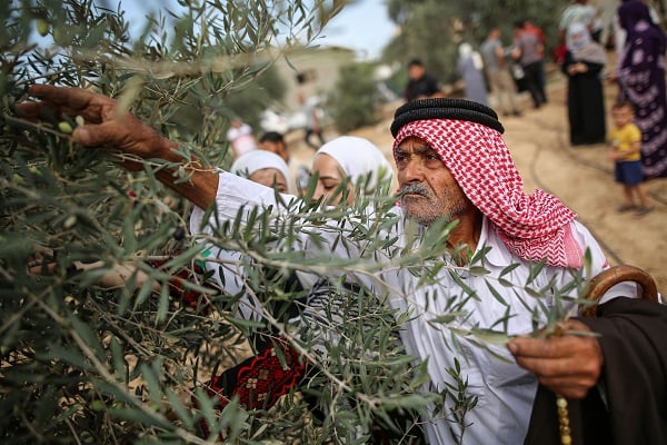 Foto - Gazze'de zeytin hasadı objektiflere yansıdı