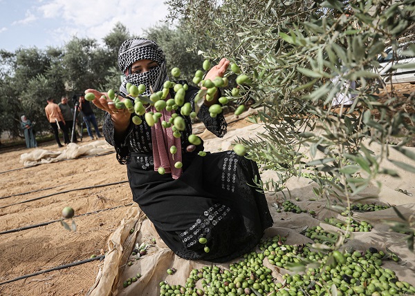 Foto - Gazze'de zeytin hasadı objektiflere yansıdı