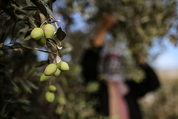Foto - Gazze'de zeytin hasadı objektiflere yansıdı
