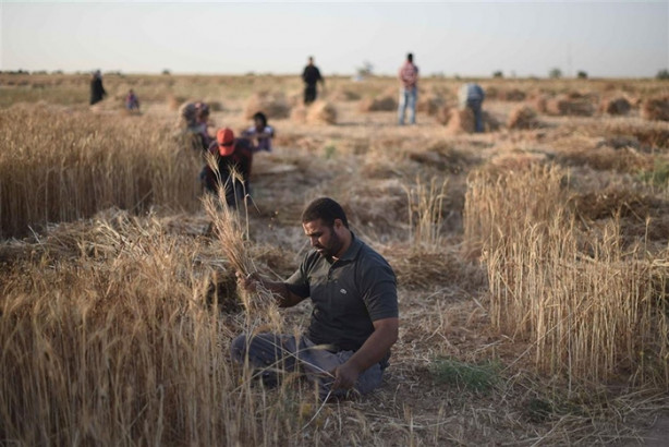 Foto - Gazzeli Neccar, yarım vücuduyla ekin biçiyor