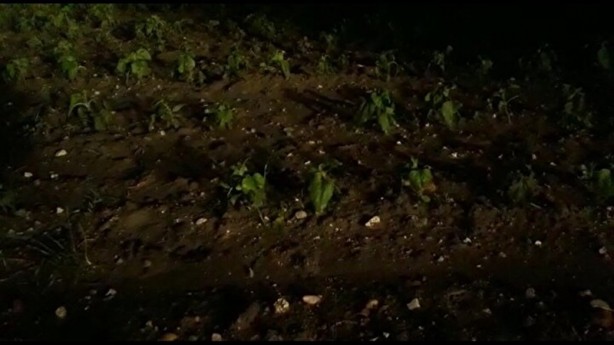 Gece bir anda etkisini gösterdi! Ayçiçek ve buğday tarlalarını dolu vurdu