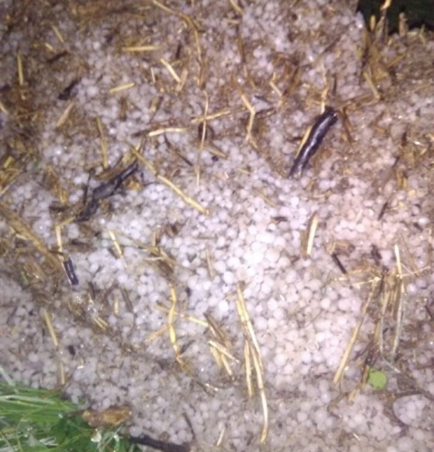 Foto - Gece bir anda etkisini gösterdi! Ayçiçek ve buğday tarlalarını dolu vurdu