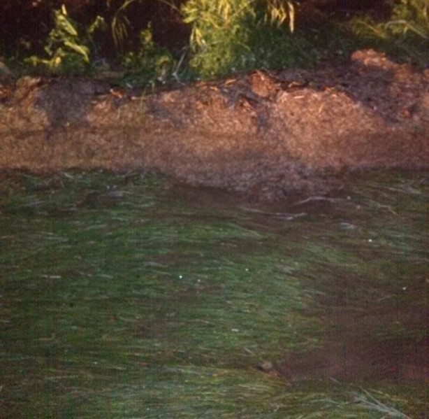 Foto - Gece bir anda etkisini gösterdi! Ayçiçek ve buğday tarlalarını dolu vurdu