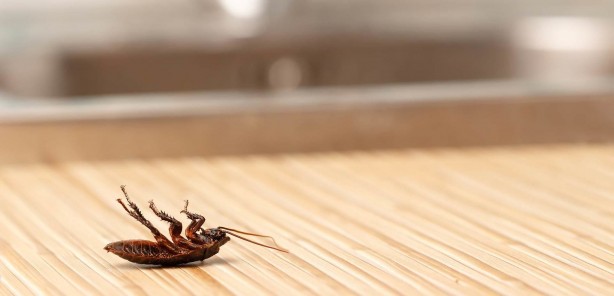 Foto - Gece çıkıyorlar dikkat! Hamam böceklerini evden uzaklaştıran 3 yöntem