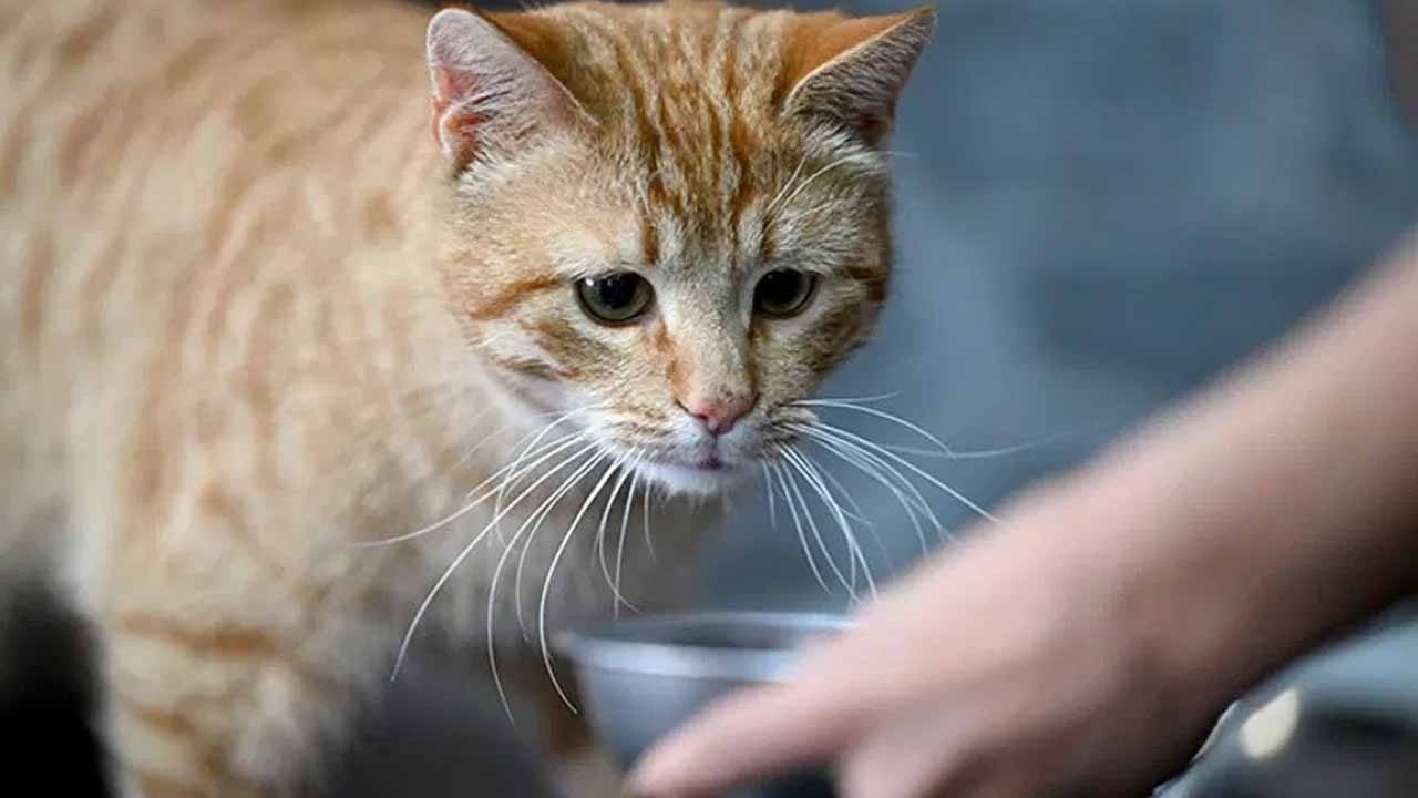 Gece yarısı kedi avı: Yemek için çaldıkları kediler kurtarıldı