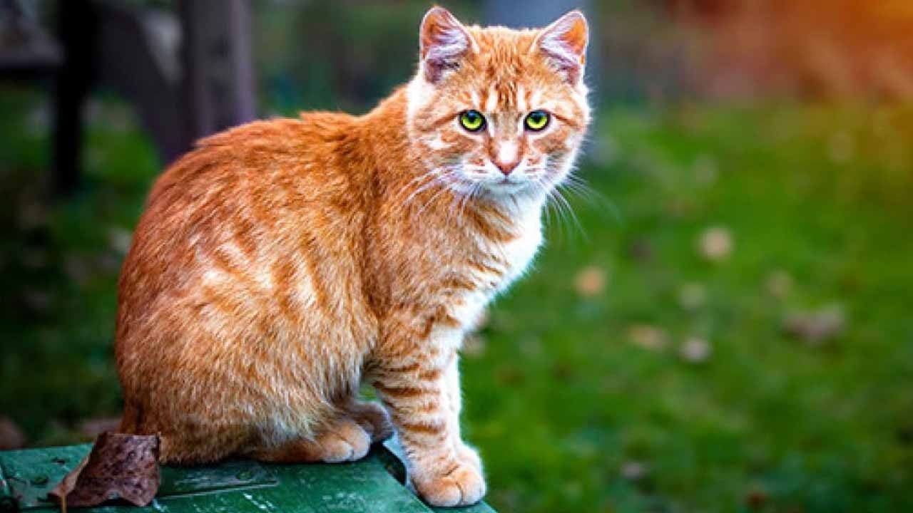 Foto - Gece yarısı kedi avı: Yemek için çaldıkları kediler kurtarıldı