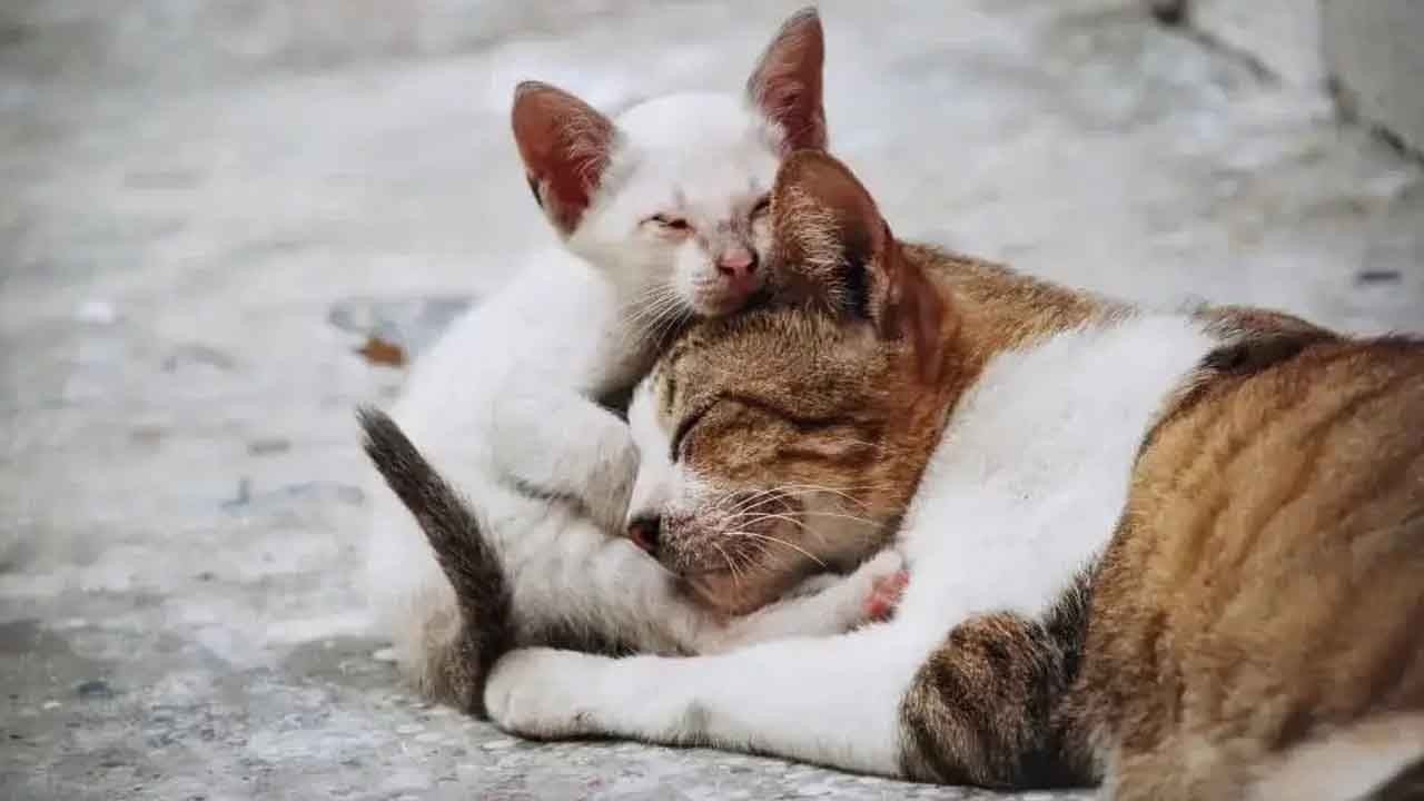 Foto - Gece yarısı kedi avı: Yemek için çaldıkları kediler kurtarıldı