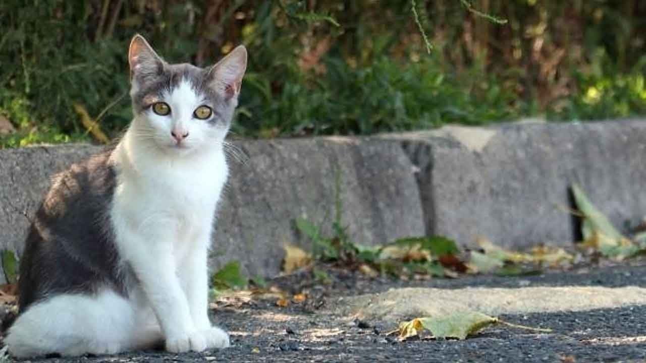 Foto - Gece yarısı kedi avı: Yemek için çaldıkları kediler kurtarıldı