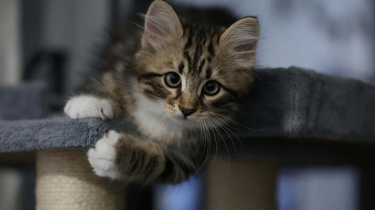 Foto - Gece yarısı kedi avı: Yemek için çaldıkları kediler kurtarıldı