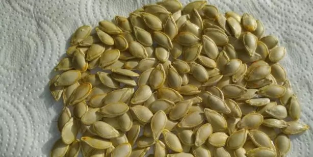 Foto - Gece yatmadan önce kabak çekirdeği yerseniz ne olur, ne işe yarar? İltihaba karşı en iyi silah, savaş açıyor