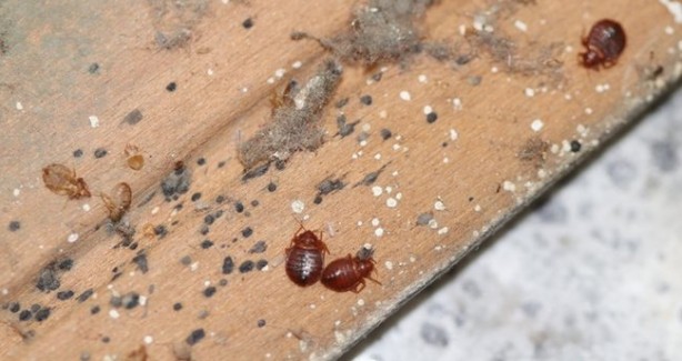 Foto - Geceleri sessizce saklanıyorlar! İnsanın uyumasını bekleyip bir anda saldırıya geçiyorlar