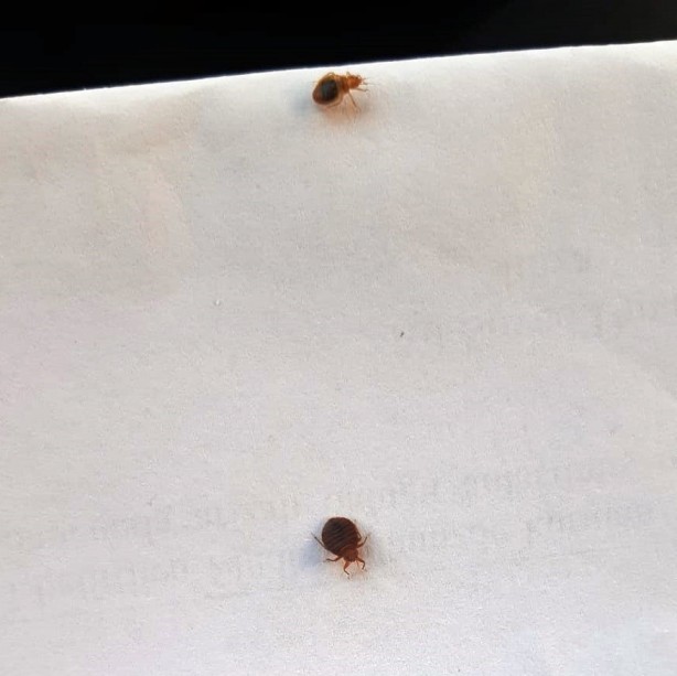 Foto - Geceleri sessizce saklanıyorlar! İnsanın uyumasını bekleyip bir anda saldırıya geçiyorlar