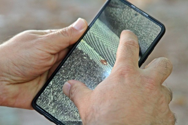 Foto - Geceleri sessizce saklanıyorlar! İnsanın uyumasını bekleyip bir anda saldırıya geçiyorlar