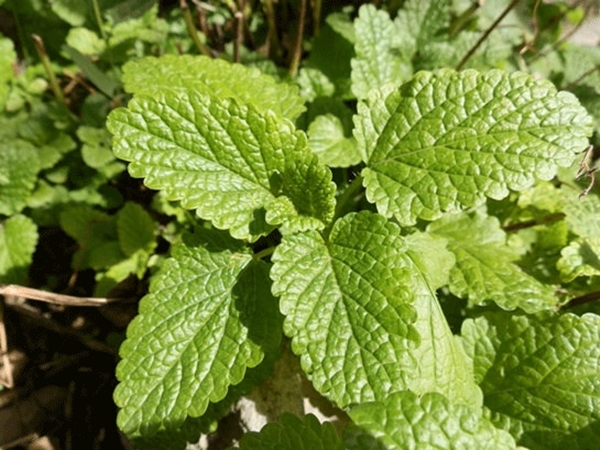 Geçmeyen baş ağrılarından şikayetçiyseniz...