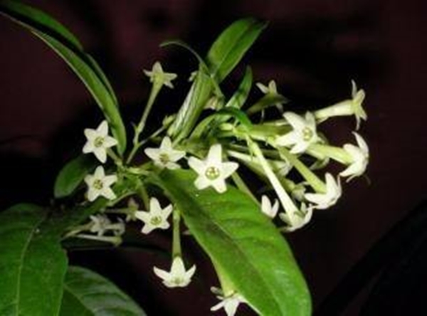 Foto - Geçmeyen baş ağrılarından şikayetçiyseniz...