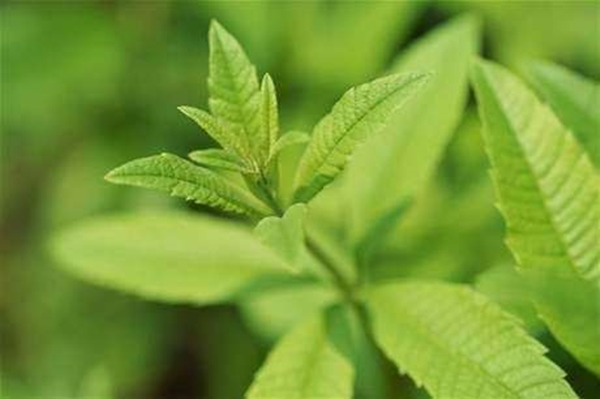 Foto - Geçmeyen baş ağrılarından şikayetçiyseniz...