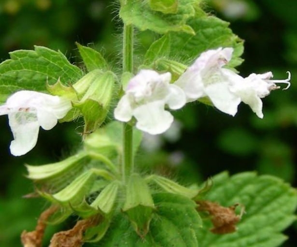 Foto - Geçmeyen baş ağrılarından şikayetçiyseniz...