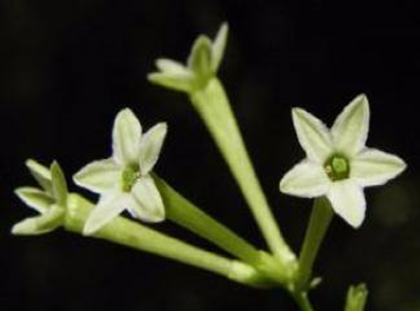 Foto - Geçmeyen baş ağrılarından şikayetçiyseniz...