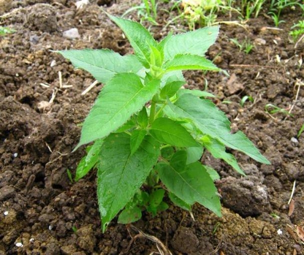 Foto - Geçmeyen baş ağrılarından şikayetçiyseniz...