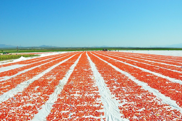 Gediz Ovası kırmızıya büründü